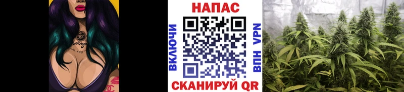Купить закладки  Пустошка  Конопля семена 